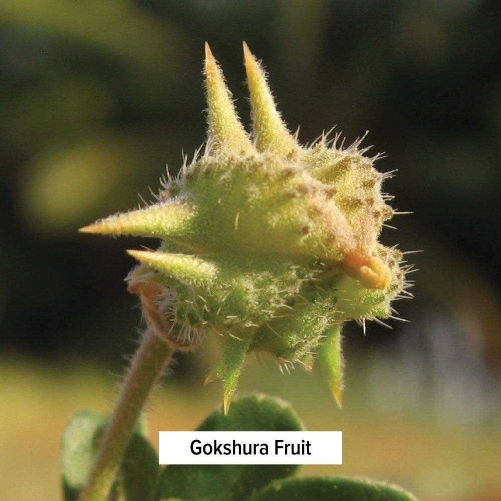 Certified Organic Dashamula 1/2 Pound R7308
