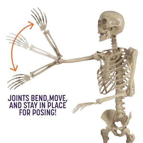 Life Size Posable Human Skeleton 4pk H1185