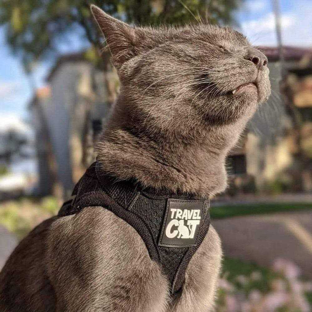 Reflective Cat & Kitten Harness and Leash A841733