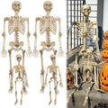 Life Size Posable Human Skeleton 4pk H1185