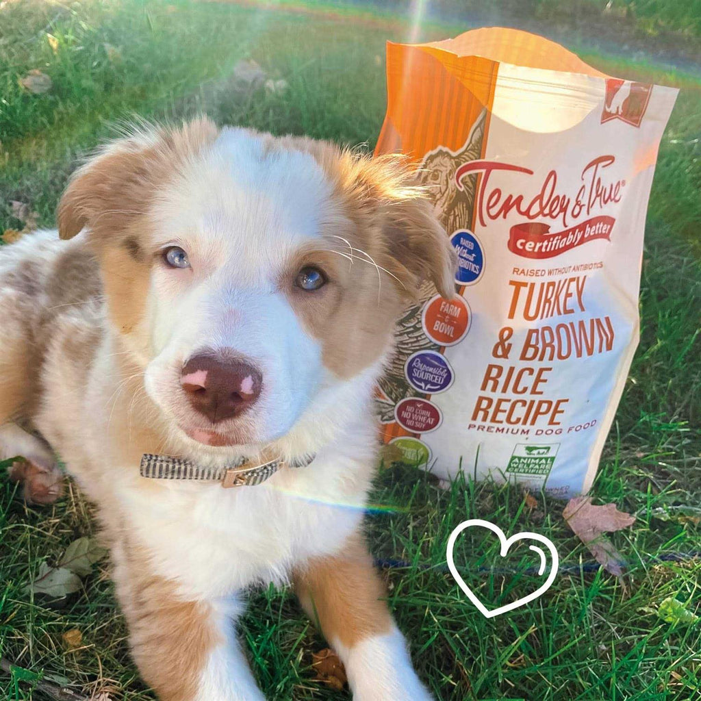 Turkey and Brown Rice Recipe Dry Dog Food I2326