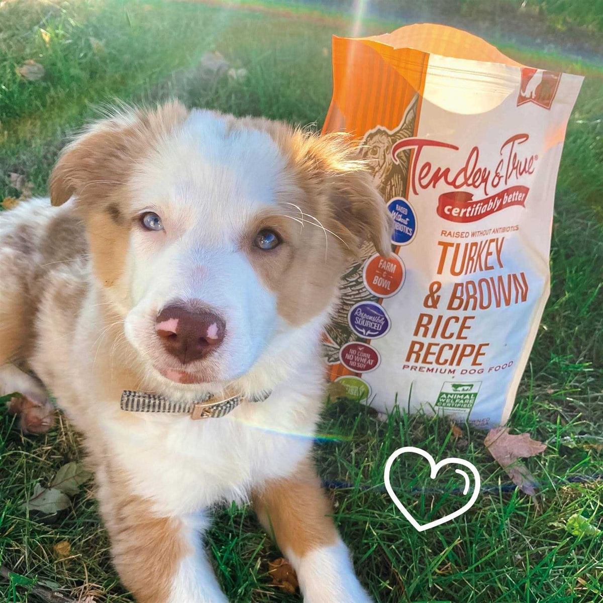 Turkey and Brown Rice Recipe Dry Dog Food I2326
