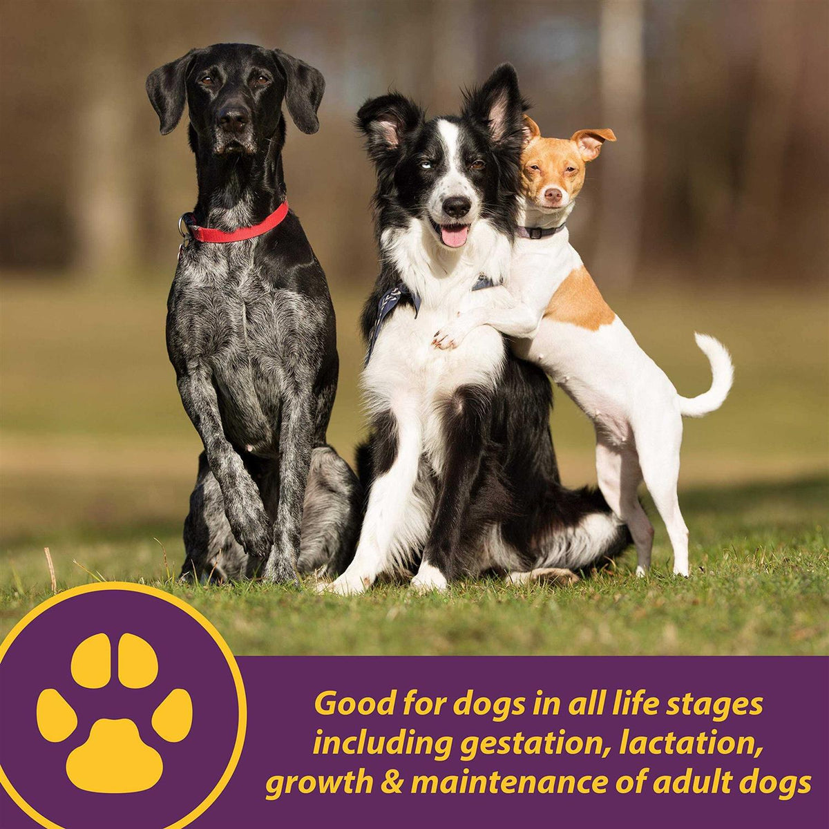 Canine Red Cell for Dogs K55222
