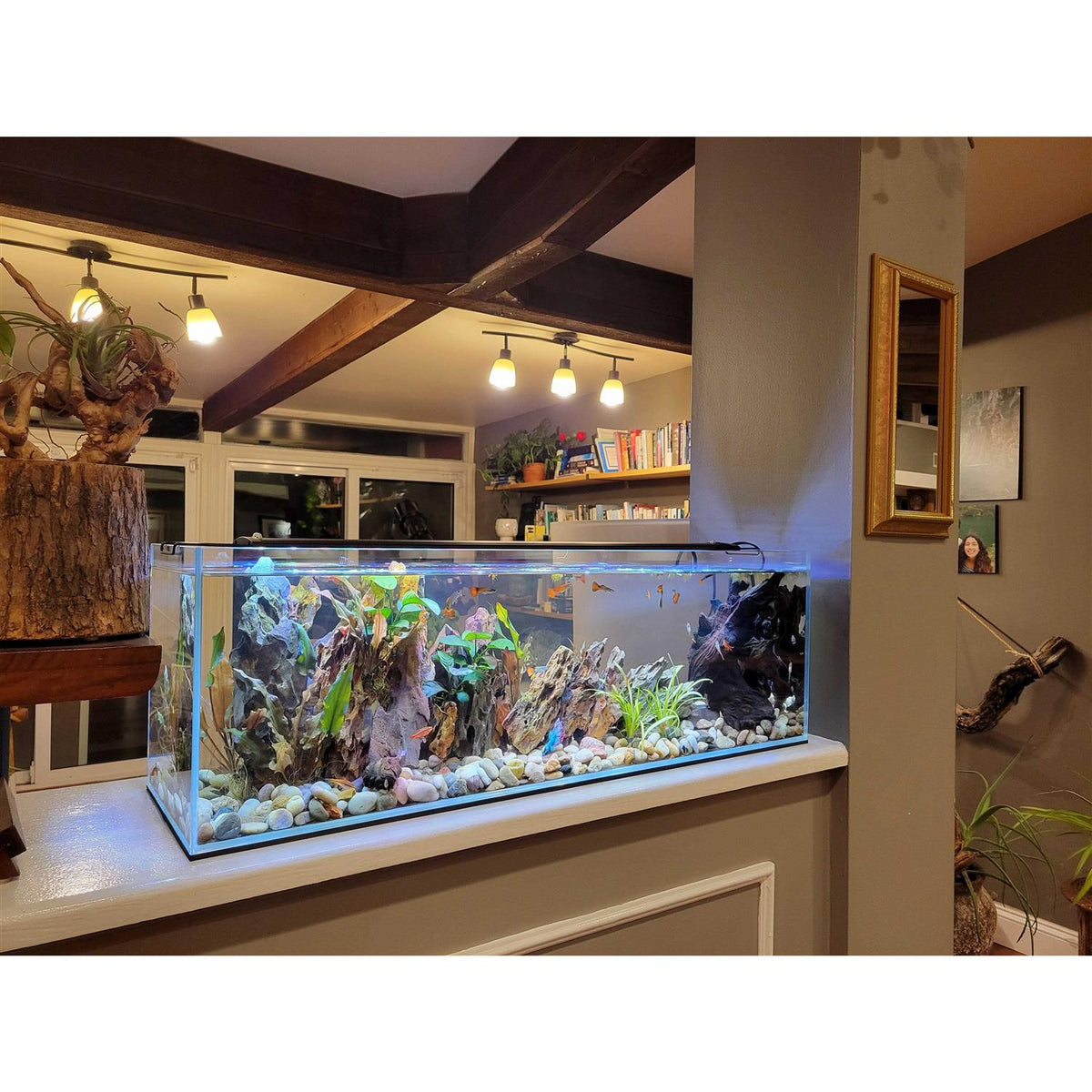 6 Gallon Clear Glass Bookshelf Aquarium H747