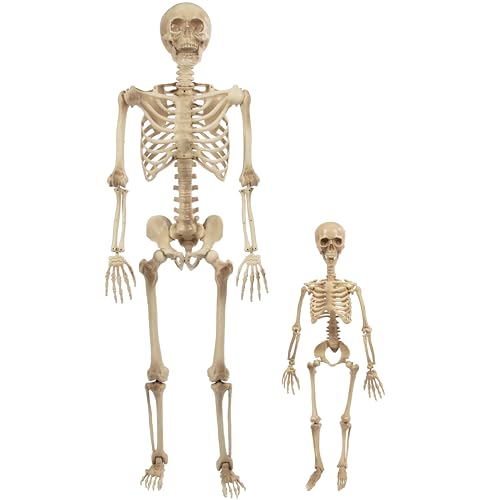 Life Size Posable Human Skeleton 4pk H1185