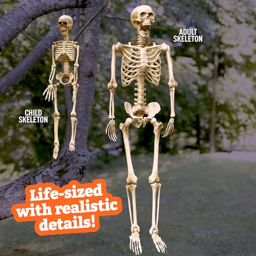 Life Size Posable Human Skeleton 4pk H1185
