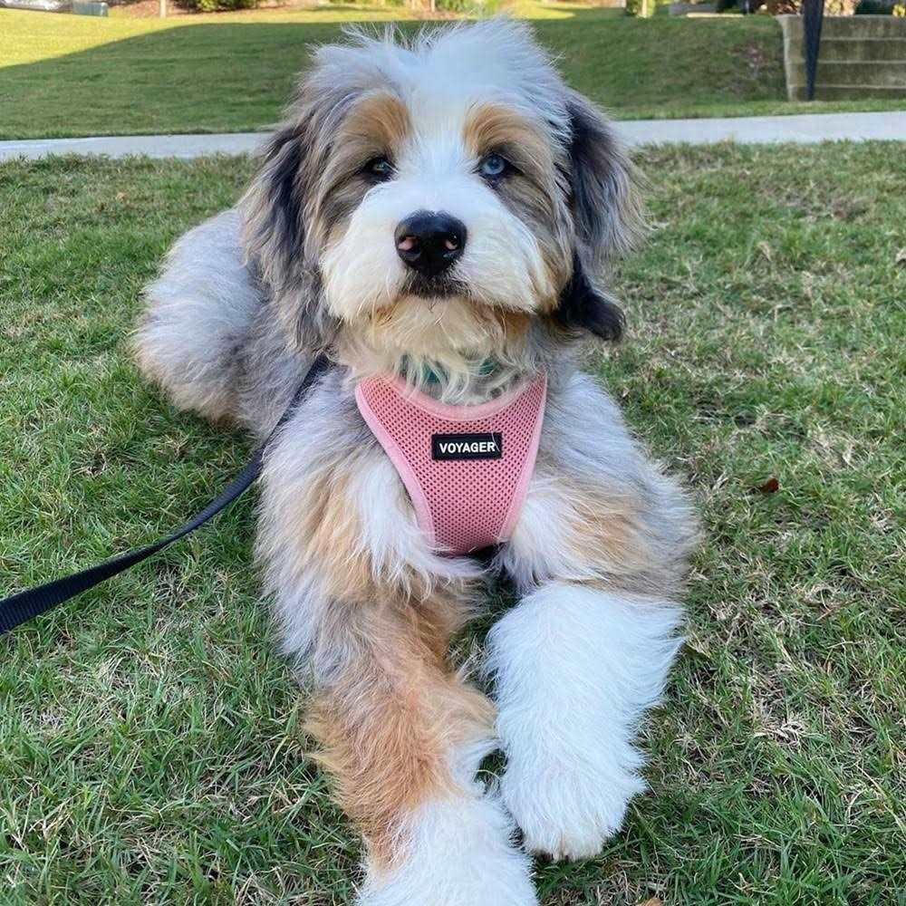 Adjustable Step In Dog Harness P94459