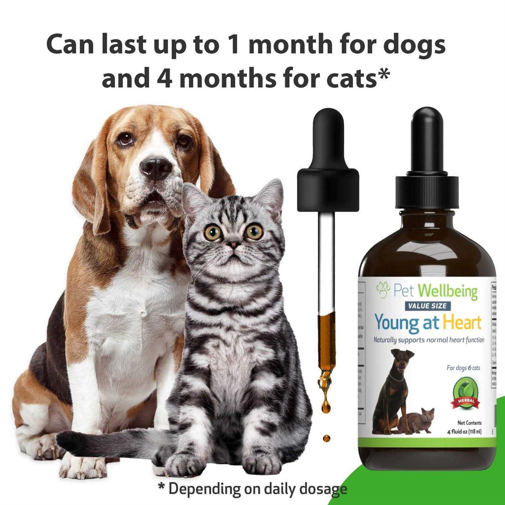 Young at Heart for Cats Q21375