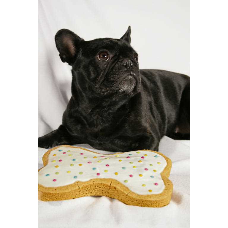 Dog Birthday Kit with Sprinkles D385069
